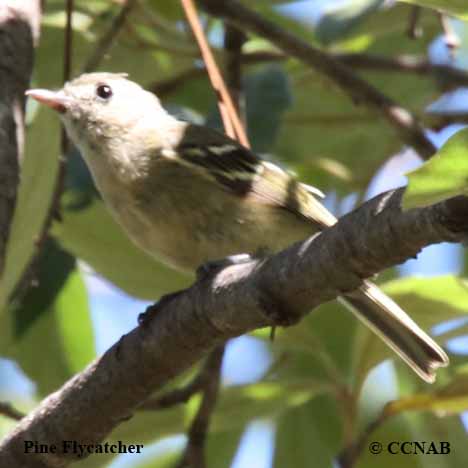 Birds of North America