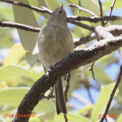 Pine Flycatcher