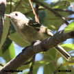 Pine Flycatcher range map