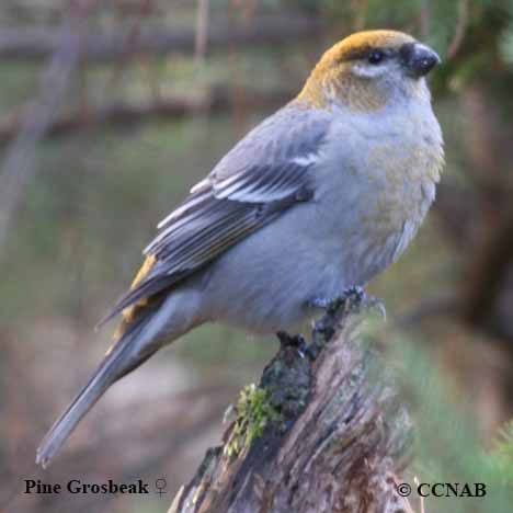 Pine Grosbeak