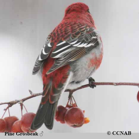 Pine Grosbeak