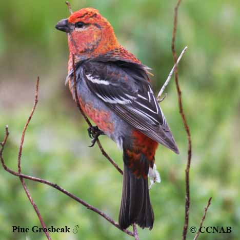 Pine Grosbeak