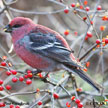 Pine Grosbeak range map