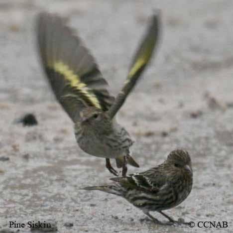 Pine Siskin