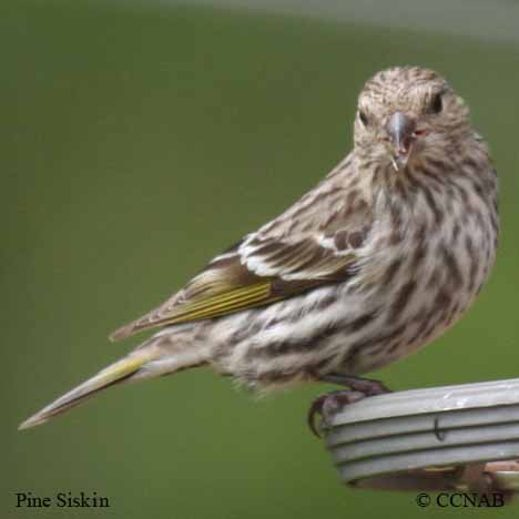 Pine Siskin