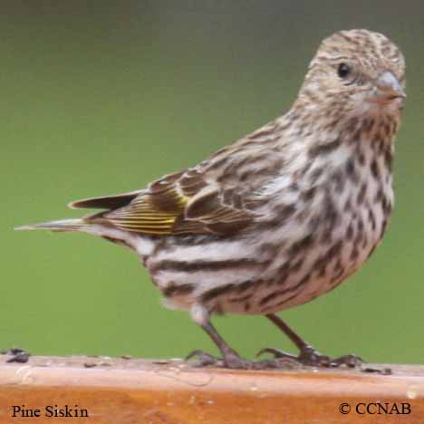 Pine Siskin