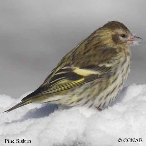 North American Siskins