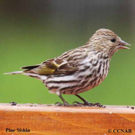 Birds of North America