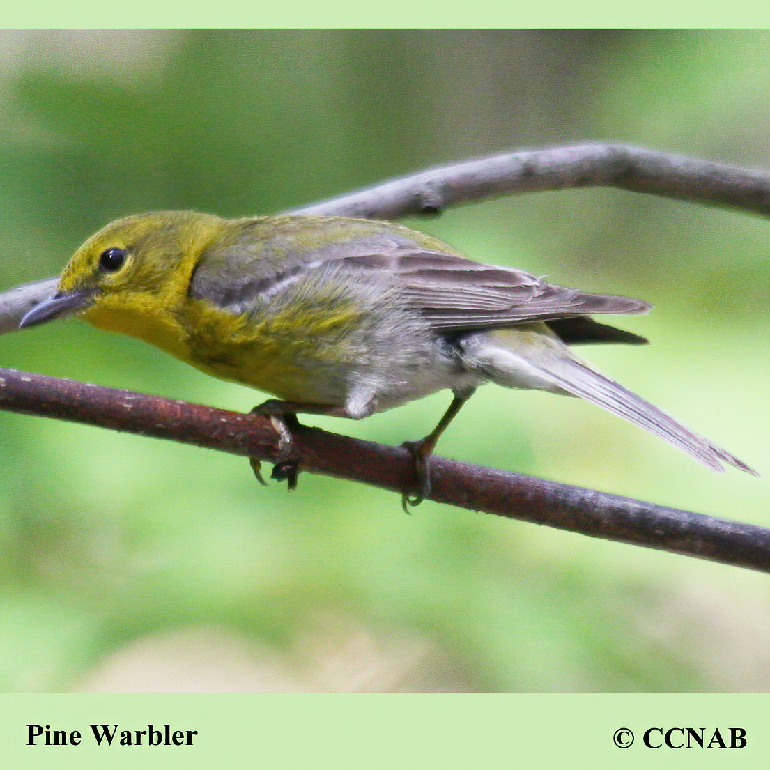 Pine Warbler