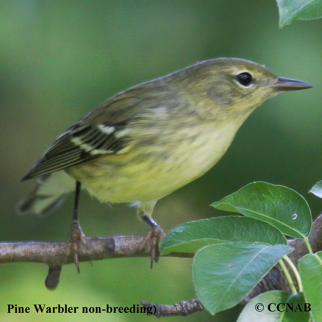 Pine Warbler