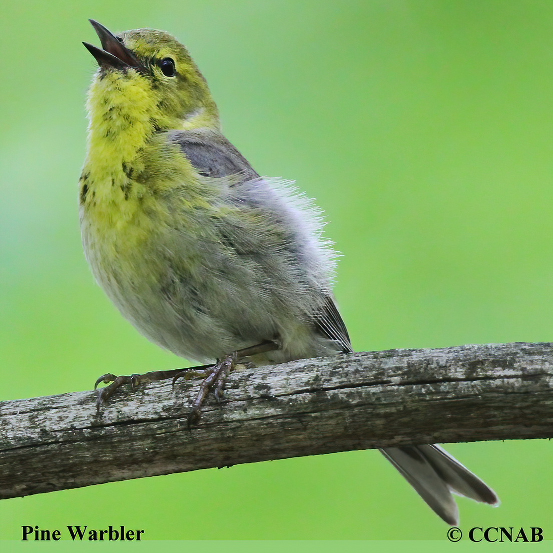 Pine Warbler