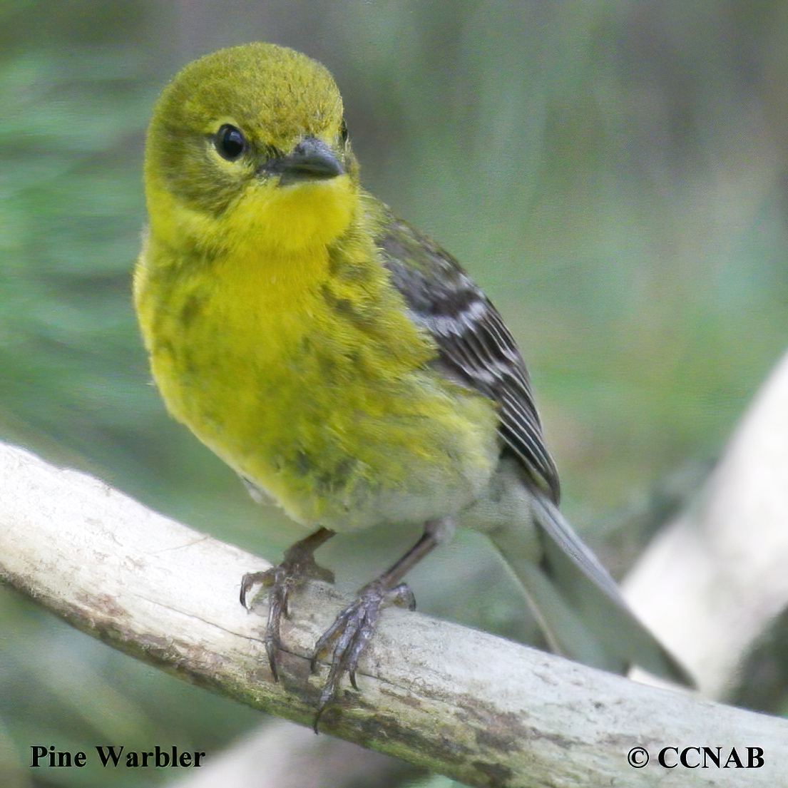 Pine Warbler