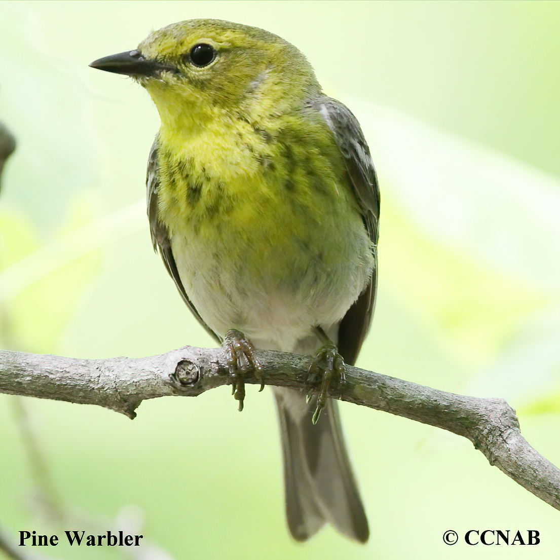 Birds of North America