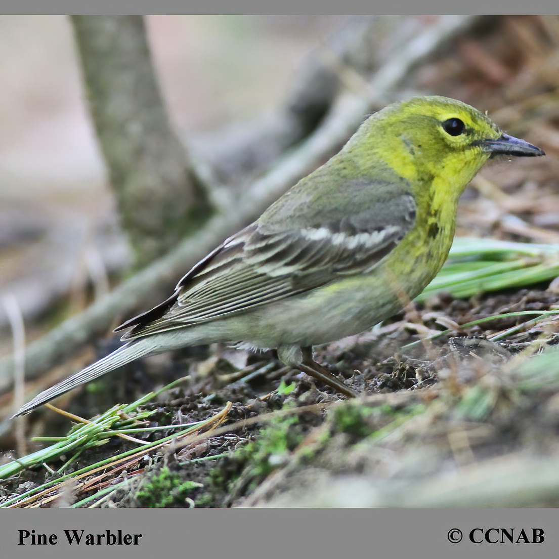 Pine Warbler