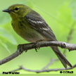 Pine Warbler range map