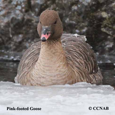 Pink-footed Goose