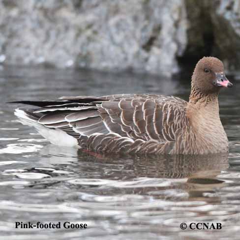 Pink-footed Goose