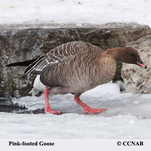 Pink-footed Goose