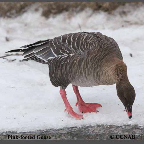 Pink-footed Goose