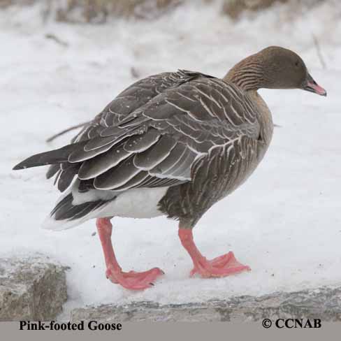 Pink-footed Goose