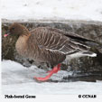 Pink-footed Goose range map