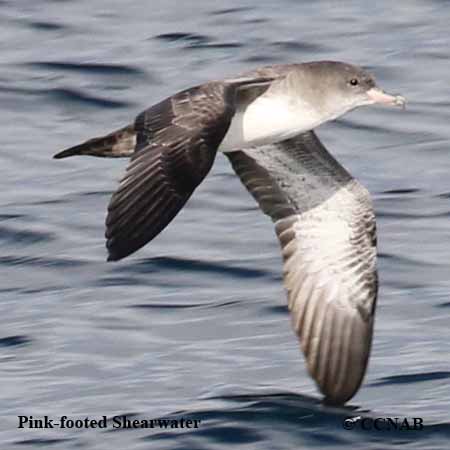 Pink-footed Shearwater