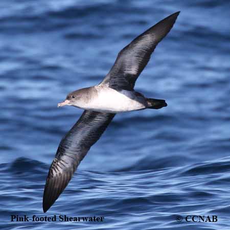 Pink-footed Shearwater