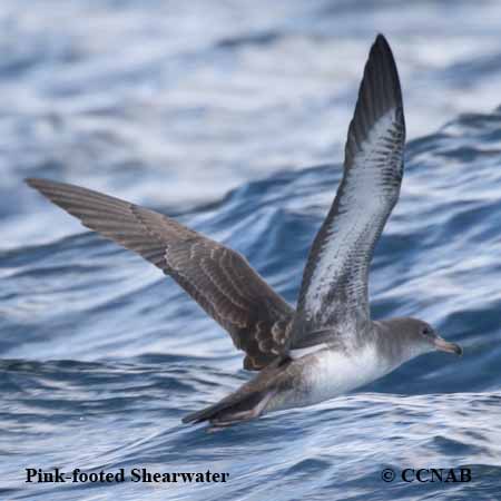 Pink-footed Shearwater