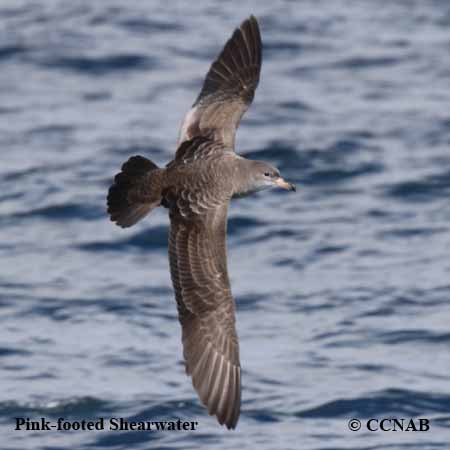 Pink-footed Shearwater