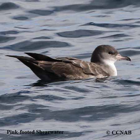 Birds of North America