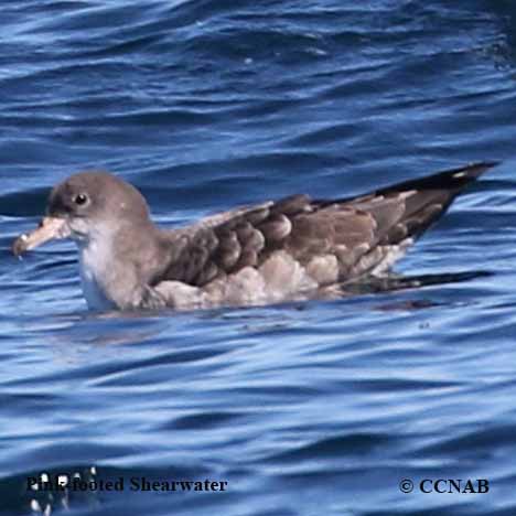 Pink-footed Shearwater