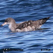 Pink-footed Shearwater