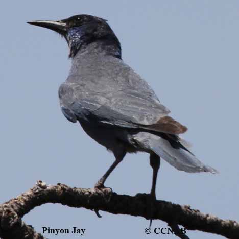 Pinyon Jay