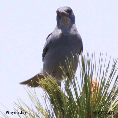 Pinyon Jay