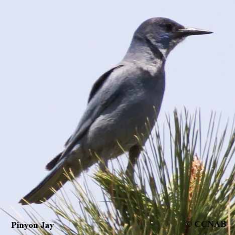 Pinyon Jay