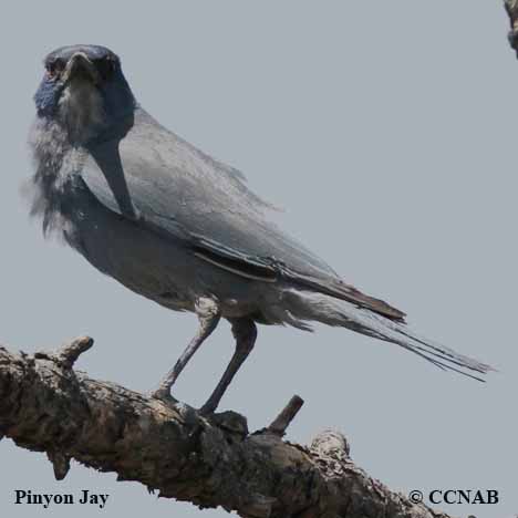 Pinyon Jay