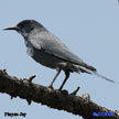 Pinyon Jay