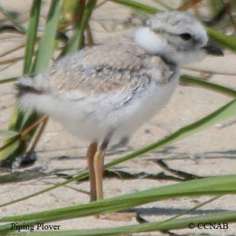 Piping Plover