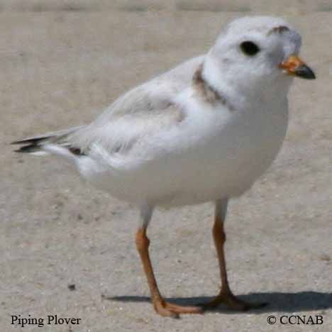 Piping Plover