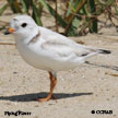 Piping Plover range map