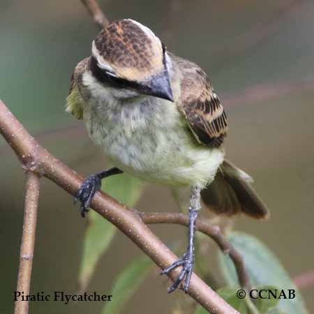 Piratic Flycatcher