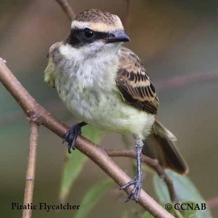 Birds of North America