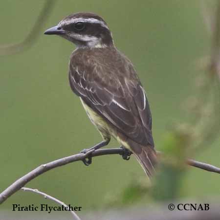 Piratic Flycatcher