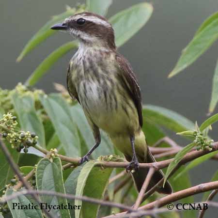 Piratic Flycatcher