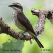 Piratic Flycatcher range map