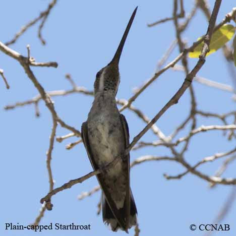 Plain-capped Starthroat