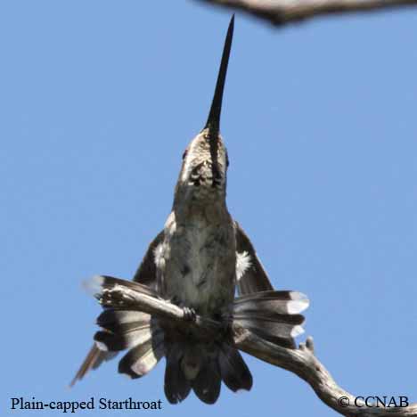 Plain-capped Starthroat