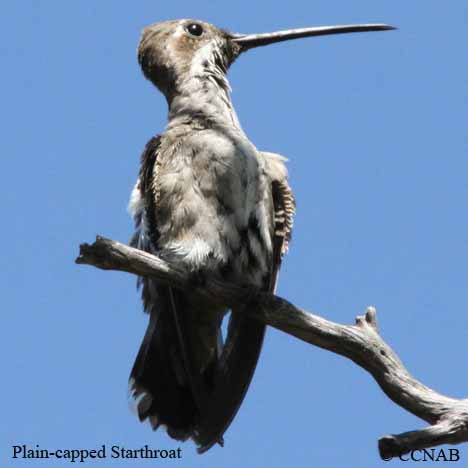 Plain-capped Starthroat