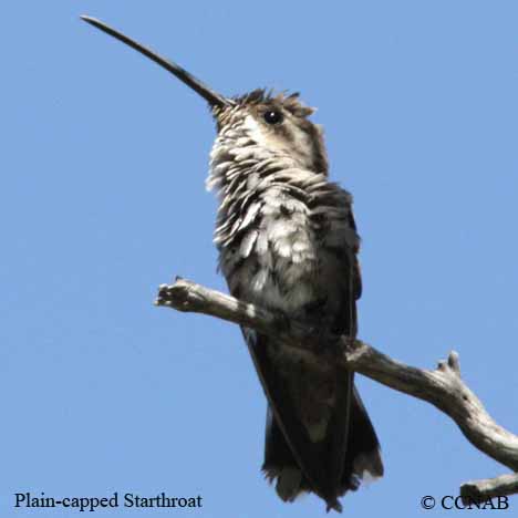 Birds of North America