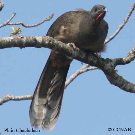 Plain Chachalaca